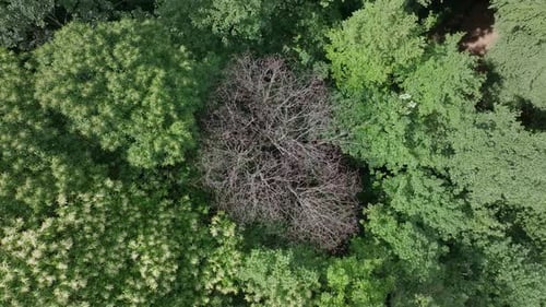 Aerial Ascent Over Dry Tree Surrounded By Lush Foliage