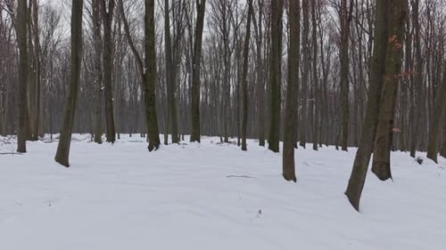 A winter forest landscape covered in fresh white snow with tall bare trees standing in rows. The