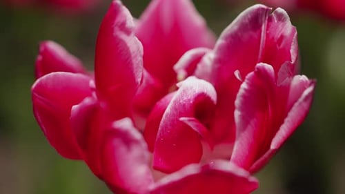 Close Up of Red Tulip in a Garden