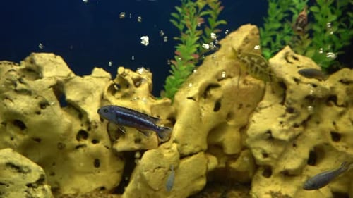 Multicolored Fish in the Aquarium
