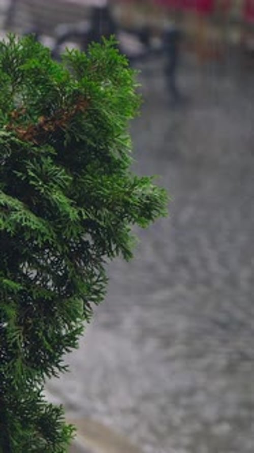 raindrops are falling on thuja in the city. People are running with umbrellas in rainy weather.