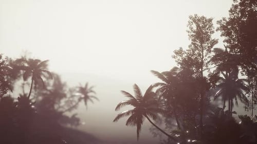 Tropical Palm Rainforest in Fog