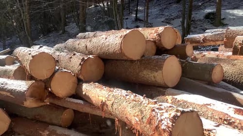 Des rangées de rondins attendent d'être transportées dans les bois. Gros plan de bois de chauffage coupé
en hiver.
