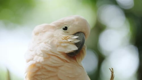 Close-Up of a Moluccan Cockatoo in Nature