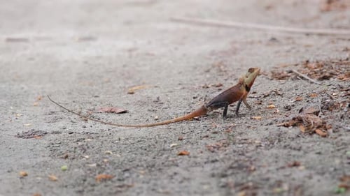 Lagarto versicolor de Calotes posando en Maldivas