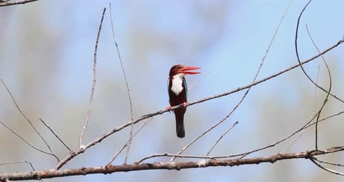 Whitethroated Kingfisher with Open Bill Perched on Bare Branch Clear