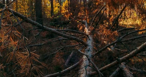 Autumn Forest Slider Timelapse Woods
