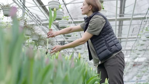 Woman Harvesting Tulips in Greenhouse