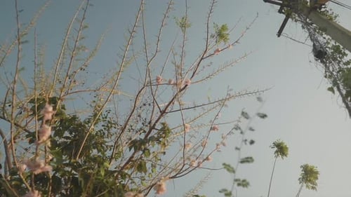 Slow motion rotating shot of a power pole and view of a tree with leaves and flowers during a