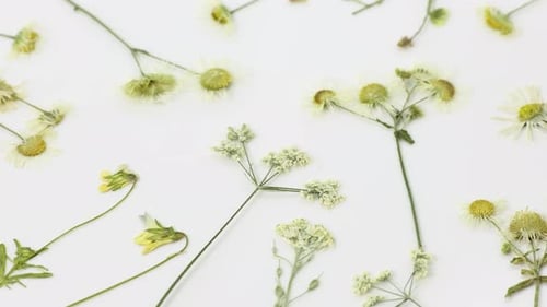Dried Flowers and Botanicals on White Background, Overhead View
