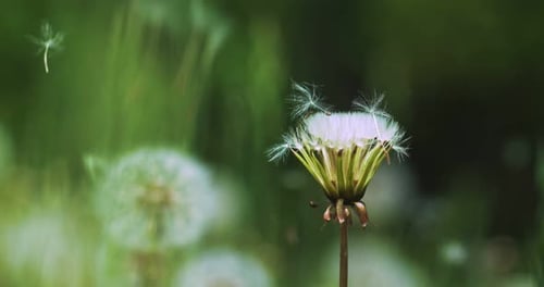 Macro shot of dandelions burgeon swaying in the wind and dandelion seeds falling