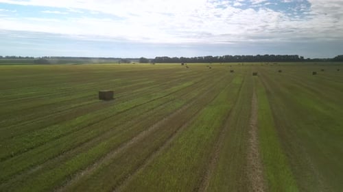 Yellow field with harvested wheat and hay bales. Aerial view of the field with square bales