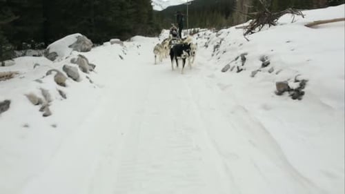 Musher drives dog sled on snowy winter path in Alaska slow motion tracking shot
