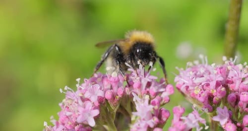 Bumblebee Collecting Nectar on Pink Flowers in Daylight