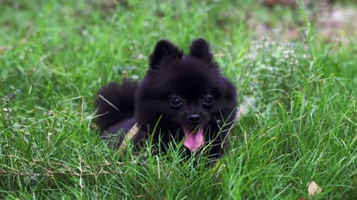Blissful Pomeranian Resting in Backyard Backyard Garden