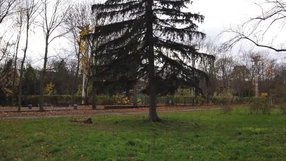 Handheld camera in a Park in Berlin Germany Nature dead leaves trees ...