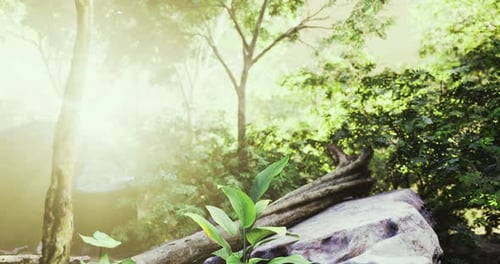 Sunlight Filters Through Trees in a Lush Forest Showcasing Vibrant Greenery