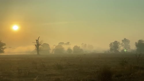 Shot of morning mist over open field at sunrise. Trees in the fog. Magic autumn morning.