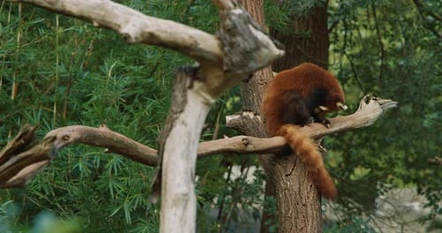 Red Panda Resting in a Lush Forest