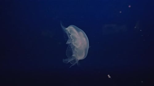 Jellyfish Drifting in the Dark Ocean