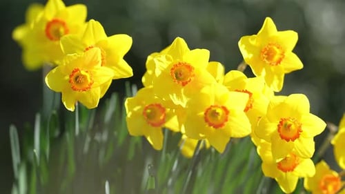 Narzissenblüte im Frühling Frühling Narzissenblüten Narzissenblüten in einem Garten Nahaufnahme eines