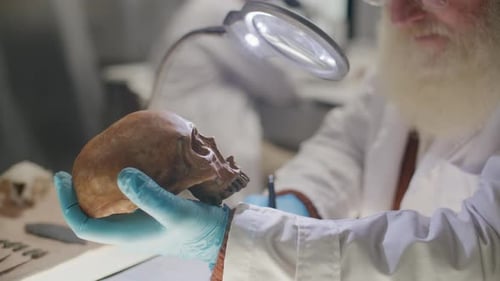 Elderly Scientist Examining Human Skull in Archaeology Laboratory