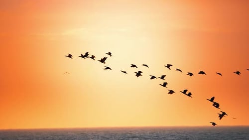 Le temps s'arrête au coucher du soleil : The Majestic Flight of Birds 2K