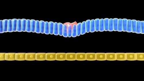 3D Scientific Animation of Cellular Repair and Regeneration