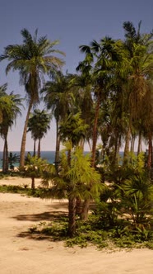 Sandy Beach With Palm Trees and Ocean