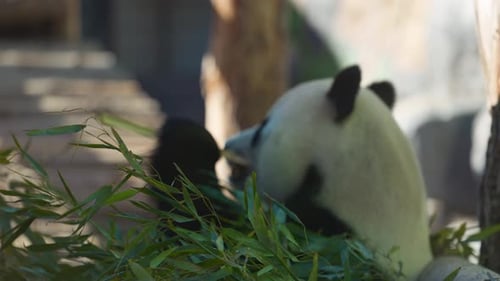 Cute Panda Eating Bamboo Stems Giant Panda Eats the Green Shoots of Bamboo Slow Motion 120 Fps Video