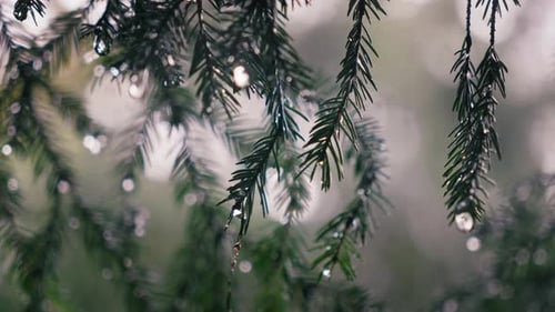 Panning closeup shot of fir branches hit by heavy rain in a dense forest with raindrops forming on t