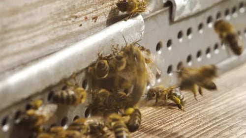 Close Up Paws Bees Covered with Pollen After Pollinating Flower Colony Insects