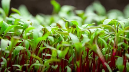 Fresh Green Microgreens Growing Indoors Close Up