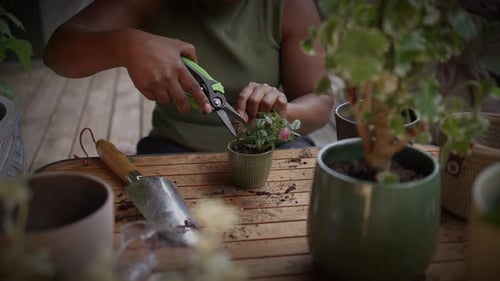 Ich habe eine Leidenschaft für Gartenarbeit und genieße es, meine Zimmerpflanzen zu beschneiden und zu pflegen