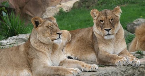 African Lion, panthera leo, Group with One Male and Females, Real Time 4K