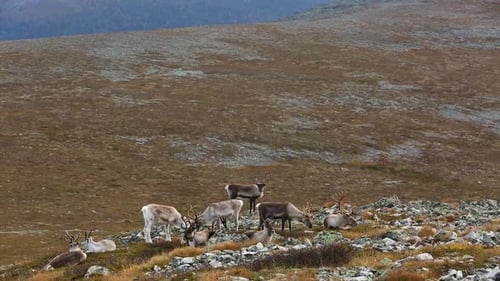 Reindeers in Pallas Yllastunturi National Park, Finland