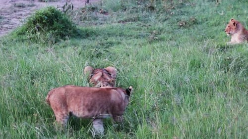 Playful Lions Cub In The Grassland At Sunset In Masai Mara, Kenya, Africa. Handheld Shot