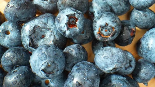 The beauty of a blueberry with enchanting droplets of water