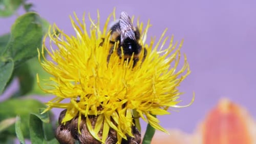 A macro close up shot of a bumble bee on a yellow flower searching for food.
