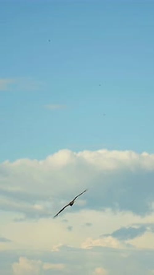 Majestic Hawk Flies Gracefully Over Lush Forest Landscape