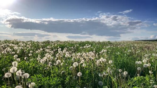 Panorama eines Feldes mit weißen Löwenzahn 4K
