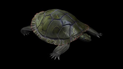 North American Painted Turtle - Walking Loop - Front Side Angle Close Up View - Alpha Channel