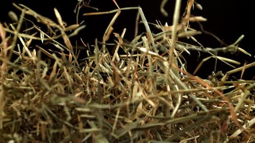 Hay Flies and Falls on a Black Background Filmed on a Highspeed Camera at 1000 Fps