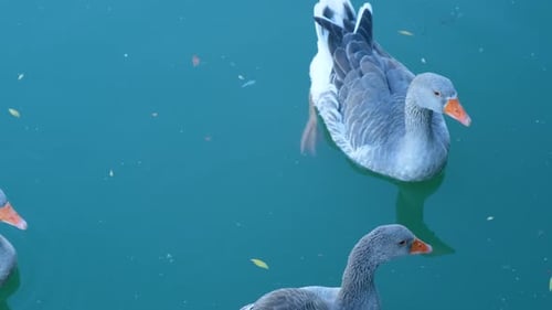 Ducks swimming in a lake