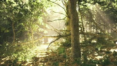 Golden Rays Filter Through Woods Ethereal Forest Scene with Soft Sunlight
