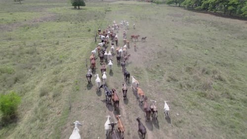 Drone view of cows walking through dry countryside field in rural environment