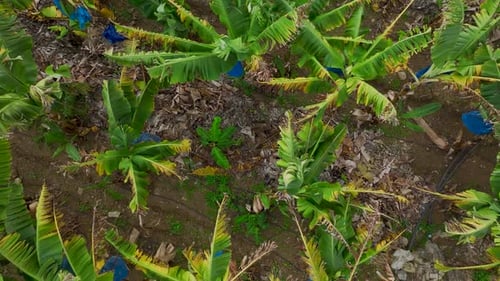 Aerial View of Banana Tree Plantation on Tropical Farm
