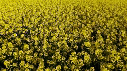 Vibrant Yellow Flower Field Aerial Shot