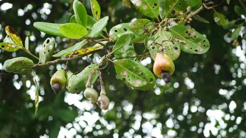 Cashew Fruit Growing on Tropical Tree Branch