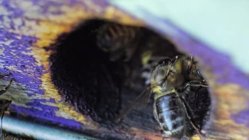Bees Swarming Around the Hive Entrance